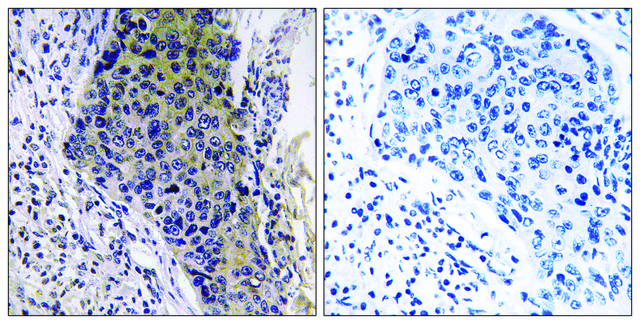 Anti-MRPL34 antibody produced in rabbit