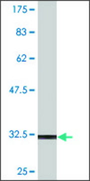 Monoclonal Anti-NKX2-3, (N-terminal) antibody produced