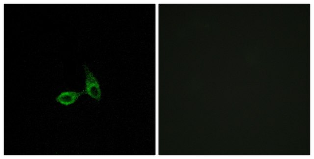Anti-CDH24, N-Terminal antibody produced in