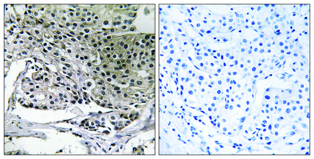 Anti-PIGY antibody produced in rabbit