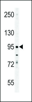 ANTI-ENAM(C-TERMINAL) antibody produced in rabbit