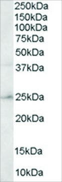 Anti-ABAD/HADH2 antibody produced in goat