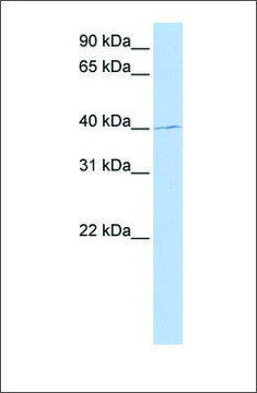 Anti-PAX1 (ab1) antibody produced in