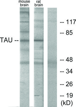 Anti-TAU antibody produced in rabbit