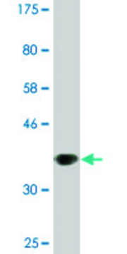 Monoclonal Anti-EDAR antibody produced in