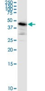 Monoclonal Anti-ARMC6 antibody produced in