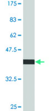 Monoclonal Anti-MYOZ1, (C-terminal) antibody produced