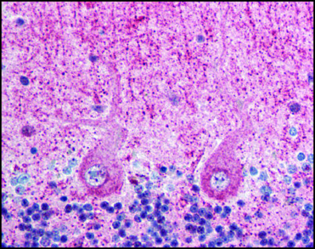 Anti-EIF3F antibody produced in rabbit