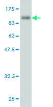 Monoclonal Anti-SHC4 antibody produced in