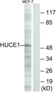 Anti-HUCE1 antibody produced in rabbit