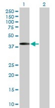 Anti-BSND antibody produced in rabbit
