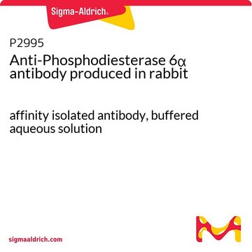 Anti-Phosphodiesterase 6? antibody produced in
