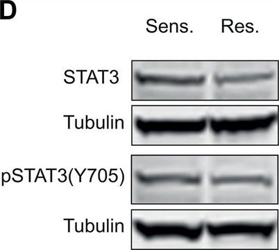 Anti-phospho-STAT3 (pTyr???) antibody produced in