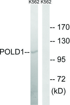 Anti-POLD1 antibody produced in rabbit