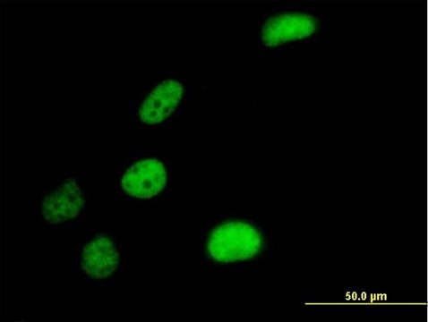 Anti-SLC4A1AP antibody produced in mouse