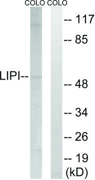 Anti-LIPI antibody produced in rabbit