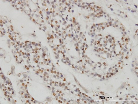 Monoclonal Anti-DPF2 antibody produced in