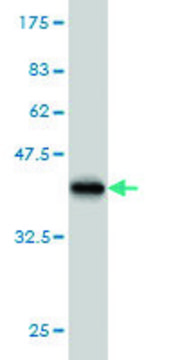 Monoclonal Anti-PUM2 antibody produced in