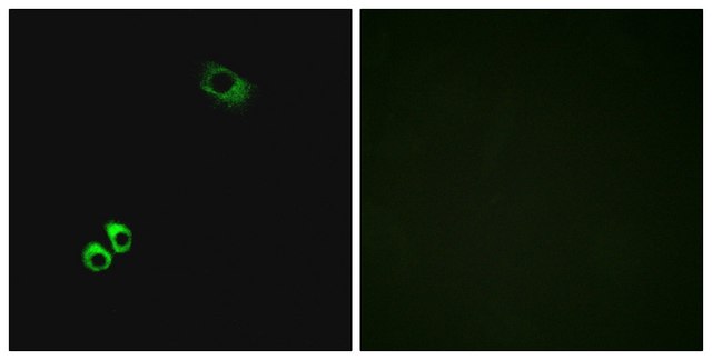 Anti-GPRC6A antibody produced in rabbit