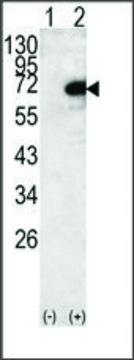 Anti-LTV1 Homolog (C-term) antibody produced