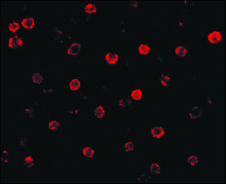 Anti-T-Cadherin antibody produced in rabbit