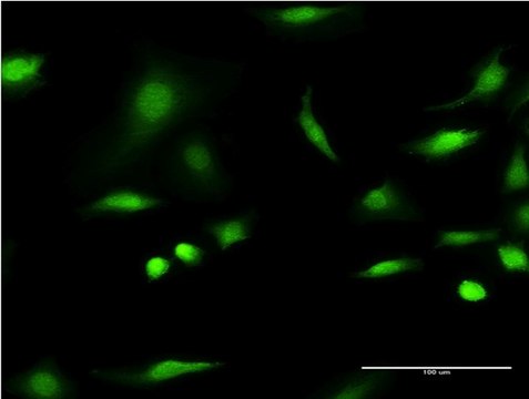 Monoclonal Anti-C1D antibody produced in