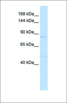 Anti-MUC12 antibody produced in rabbit