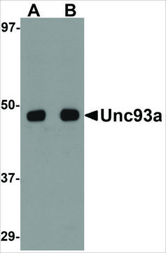 Anti-Unc93a antibody produced in rabbit