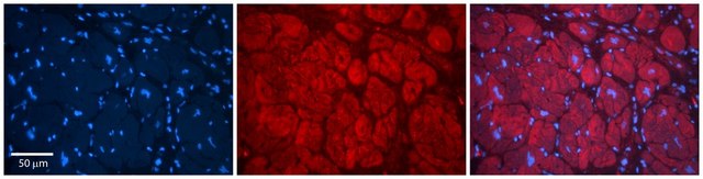 Anti-TMED1 antibody produced in rabbit