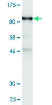 Monoclonal Anti-UBQLN1 antibody produced in