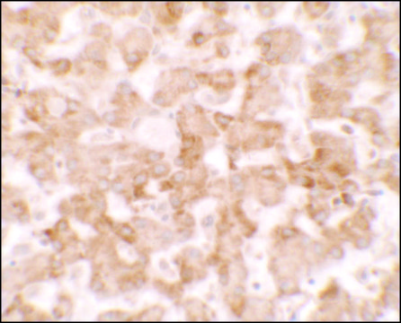 Anti-TMEM135 antibody produced in rabbit