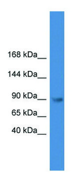 Anti-TLR4 (C-terminal) antibody produced in
