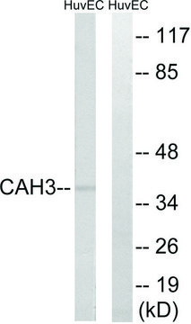 Anti-CA3 antibody produced in rabbit