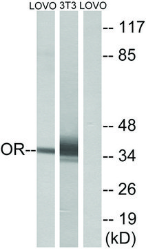 Anti-OR4D6 antibody produced in rabbit