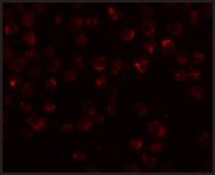 Anti-MIMITIN antibody produced in rabbit