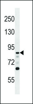ANTI-DCAMKL1(N-TERMINAL) antibody produced in rabbit