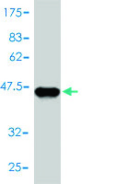 Monoclonal Anti-GCSH antibody produced in