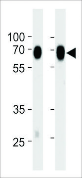 MONOCLONAL ANTI-CD73(NT5E)(C-TERMINAL) antibody produced in