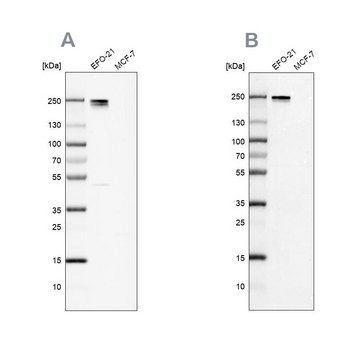 Anti-NID2 antibody produced in rabbit