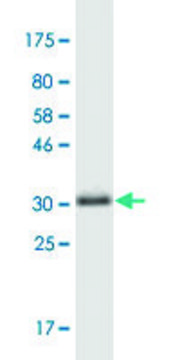 Monoclonal Anti-LSM4 antibody produced in