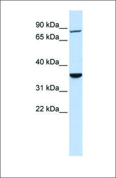 Anti-RNF207 antibody produced in rabbit