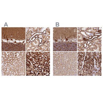 Anti-MT-CO2 antibody produced in rabbit