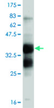 ANTI-FGFR1 antibody produced in mouse