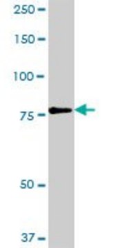Anti-RUFY1 antibody produced in rabbit