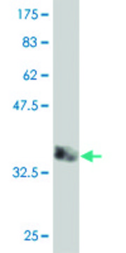 Monoclonal Anti-HERC4 antibody produced in