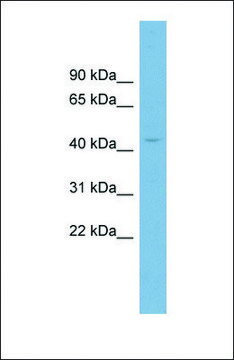Anti-CRBN, (N-terminal) antibody produced in
