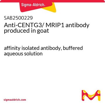 Anti-CENTG3/ MRIP1 antibody produced in