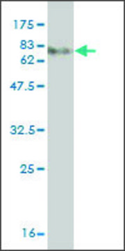 Monoclonal Anti-MKNK1 antibody produced in