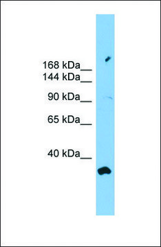 Anti-PACS2 antibody produced in rabbit