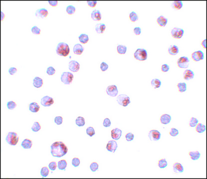 Anti-TCTN3 antibody produced in rabbit